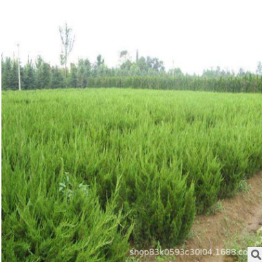 龍柏苗基地批發(fā)色塊灌叢工程綠化苗木嫁接龍柏小苗 造型龍柏球