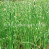 水蔥 水生植物 基地直銷 凈化排污 品種齊全 量大優(yōu)惠