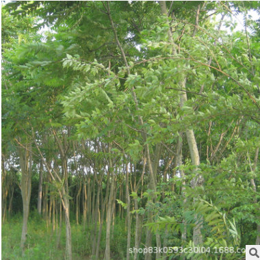 園林綠化苗木櫸樹苗批發(fā)街道庭蔭風(fēng)景樹紅櫸樹苗 規(guī)格齊全