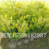 金森女貞 盆栽 水生植物 草花地被 批發(fā)價格 大量基地供應