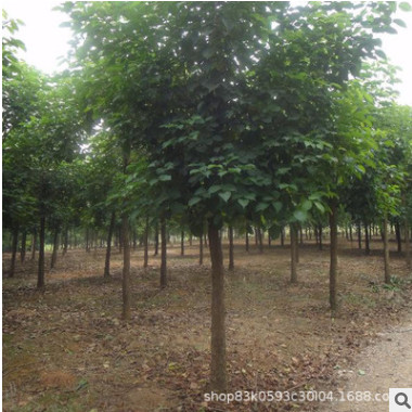 綠化苗木重陽木基地批發(fā) 常綠喬木 護(hù)坡風(fēng)景觀葉植物 重陽木樹苗