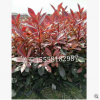 紅葉石楠 盆栽 基地直銷 各種規(guī)格 品種齊全 量大優(yōu)惠