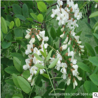 供應(yīng)綠化苗木 刺槐樹 刺槐小苗紅花刺槐批發(fā)