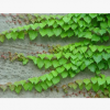 爬山虎 基地直銷 爬藤植物 適用于庭院別墅 常春藤