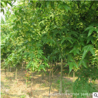 雞爪械樹苗基地直銷青楓樹苗嫁接庭蔭風(fēng)景樹園林綠化苗木