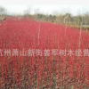 紅瑞木 基地直銷 品種齊全 大量供應