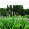 再力花 水生植物 再力花 基地直銷供應 批發價格