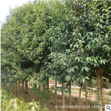 大葉女貞樹苗批發(fā)園林綠化苗木精品造型高桿女貞樹苗常綠植物