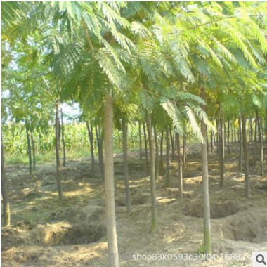 合歡樹苗批發(fā)工程綠化苗木庭院觀花植物合歡花苗園林精品花卉