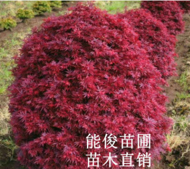 桂林紅楓樹 廣西紅楓樹 量大優惠 常綠喬木 園林綠化 庭院觀賞