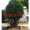 廣西桂花樹 工程綠化樹批發四季常青優惠