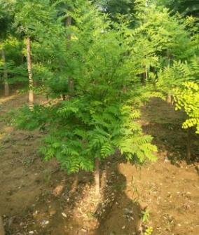 金枝槐喝金葉槐高接喝矮接