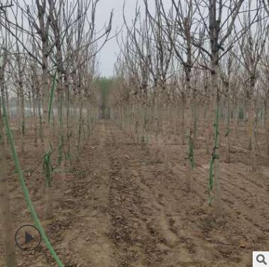 自家苗木太陽李3-10CM以及各種綠化苗木