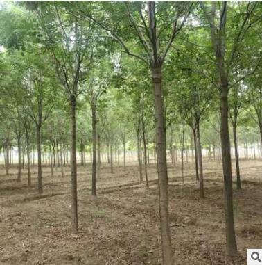 速生白蠟3-20CM等各種綠化苗木基地