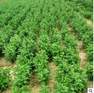 批發優質杭白菊苗量大從優杭白菊苗