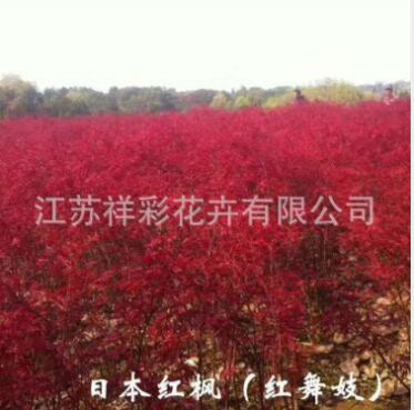 浙江基地 日本紅楓樹紅舞姬 美國紅楓十月光輝秋火焰價格大小齊全