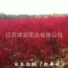 浙江基地 日本紅楓樹紅舞姬 美國紅楓十月光輝秋火焰價格大小齊全