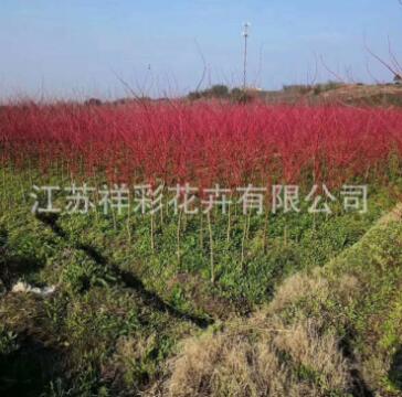 基地直銷 金陵黃金楓樹苗 赤楓樹苗 園林綠化工程苗