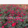 紅帽子月季 盆栽 大花月季 豐華月季 品種齊全 量大優惠