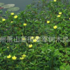黃花水龍 水生植物 基地直銷 品種齊全 量大優惠