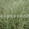 花葉芒 水生植物 基地直銷 話也蘆葦 蒲葦 品種齊全 量大優惠