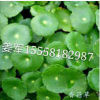 香菇草 水生植物 基地直銷 各種規格 量大優惠 品種齊全
