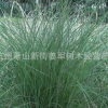 細葉芒 草花地被 水生植物大量批發供應 基地批發價格 量大優惠