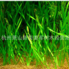 苦草 草花地被 批發價格大量供應 水生植物 大花萱草