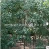 烏桕樹苗批發園林綠化苗木 行道庭蔭風景樹 庭院觀賞植物烏桕樹