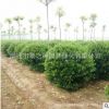 基地直銷大葉黃楊球園林綠化苗木色塊綠籬量大從優大葉黃楊球苗