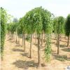 龍抓槐樹苗批發園林綠化苗木 道路庭蔭樹 垂槐苗 龍爪槐造型樹