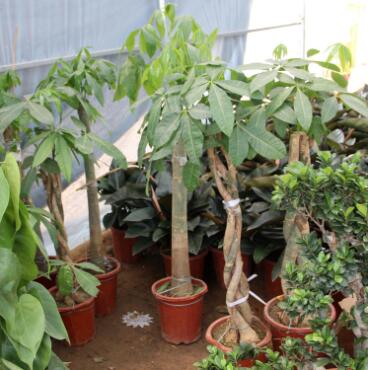 基地批發辮子獨桿發財樹四季長青發財樹盆栽室內盆景客廳裝飾植物