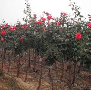 樹狀月季花苗庭院觀賞別墅美化氣味芳香規格齊全樹樁月季苗批發