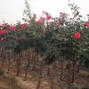 樹狀月季花苗庭院觀賞別墅美化氣味芳香規格齊全樹樁月季苗批發