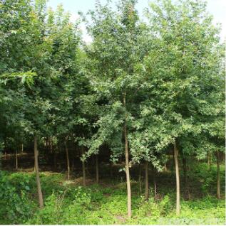 批發五角楓樹苗工程綠化苗木觀賞植物行道點綴五角楓小苗