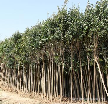 批發大葉女貞樹苗綠化苗木色塊綠籬行道點綴 高桿大葉女貞樹苗