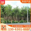 大量批發(fā)四季變化 黃花風(fēng)鈴木 產(chǎn)地大量供應(yīng)品相良好 基地直銷