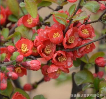 貼梗海棠小苗批發綠化苗木行道點綴庭院觀花氣味芳香西府海棠樹苗