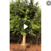 小葉榕基地直銷 園林景觀工程供應(yīng) 品種齊全產(chǎn)地批發(fā)工程綠化苗木