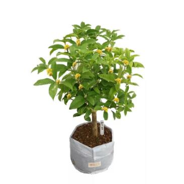 苗圃批發 桂花樹苗庭院綠植 濃香型四季桂丹桂盆栽桂花苗品種齊全