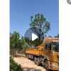 產(chǎn)地批發(fā)香樟樹 香樟樹專供 護(hù)坡綠化 濕地綠化大量供應(yīng)