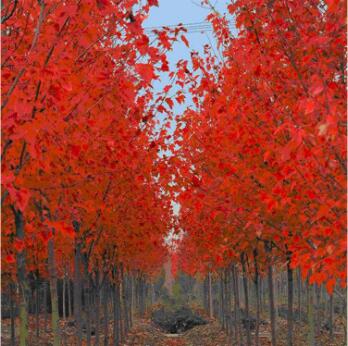 苗圃直銷美國紅楓樹苗 日本紅楓苗 園林綠化苗木 秋火焰紅楓小苗