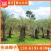 布迪椰子基地批發(fā) （3M-6M） 質(zhì)量保證專業(yè)種植直銷