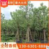 全冠香樟 直徑5-40公分香樟福建基地直銷 園林景觀工程供應(yīng)批發(fā)