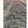 供應(yīng)庭院攀爬藤月季，大花月季，薔薇，豐花月季