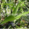 野慈菇 水生植物 草花地被 大量供應 批發價格