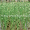 花葉水蔥 水生植物 基地直銷 水菖蒲 品種齊全 量大優惠