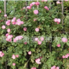 薔薇月季 爬藤植物 基地直銷 藤本月季 豐花月季 量大優(yōu)惠