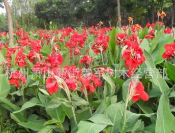 美人蕉 水生植物 基地直銷(xiāo) 各種規(guī)格 品種齊全 量大優(yōu)惠