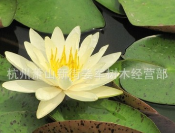 睡蓮 杭州蕭山綠化 水生植物 千畝供應(yīng) 荷花 蒲偉